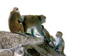 Nỗi niềm của nhà sư hơn 30 năm nuôi dưỡng, bảo vệ đàn khỉ